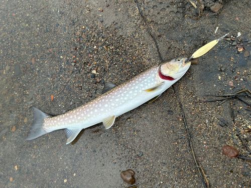 アメマスの釣果