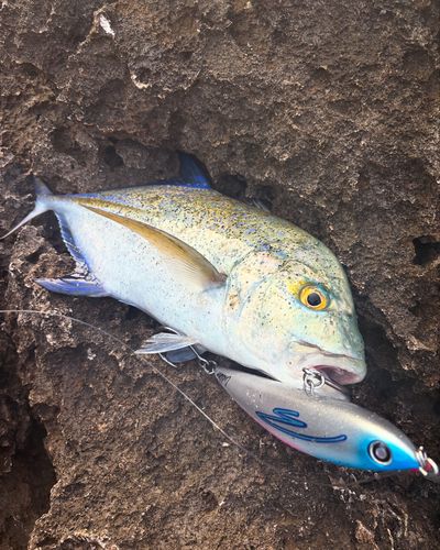 カスミアジの釣果