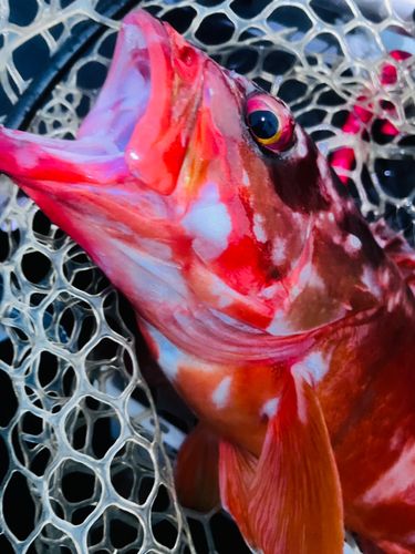 アカハタの釣果