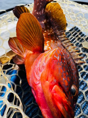 キジハタの釣果