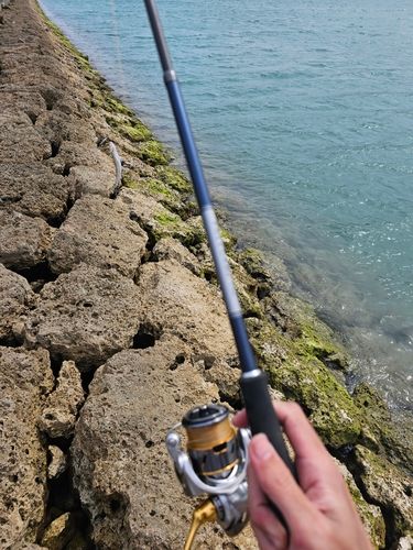 エソの釣果