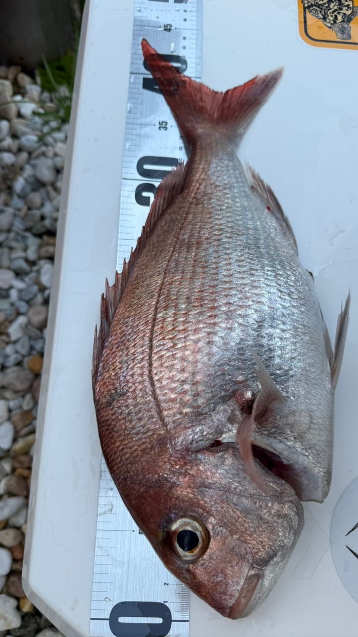 Taa maさんの釣果 1枚目の画像