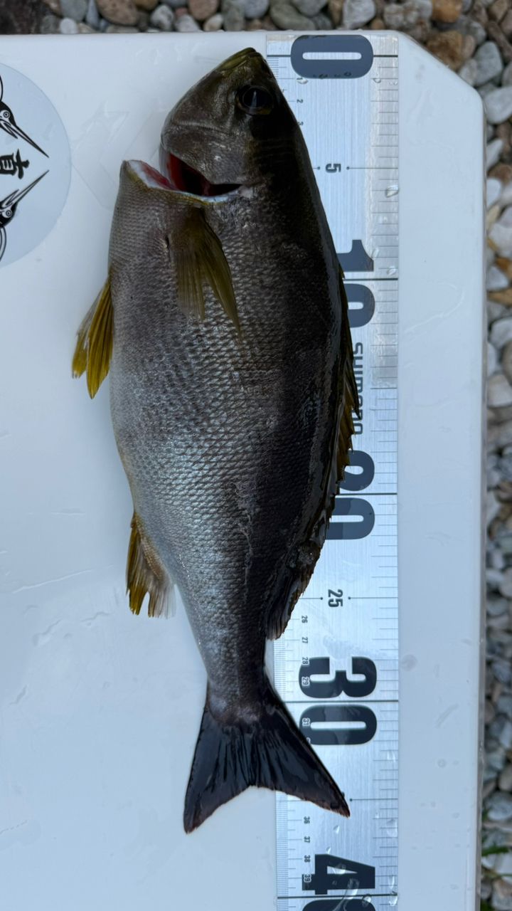 Taa maさんの釣果 2枚目の画像