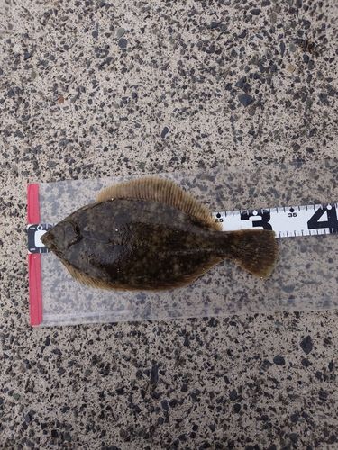 カレイの釣果