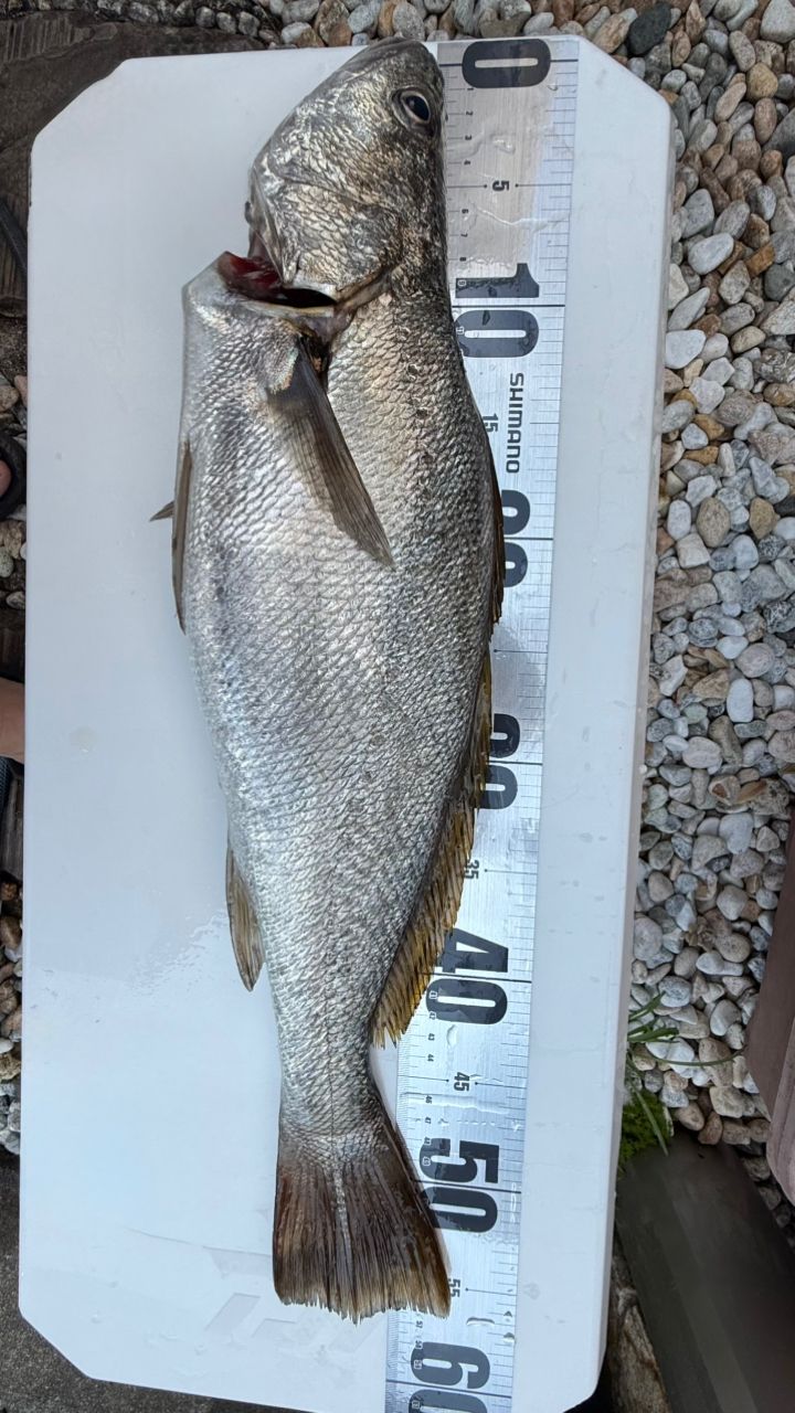 Taa maさんの釣果 3枚目の画像