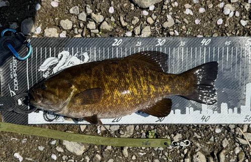 スモールマウスバスの釣果