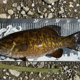 スモールマウスバス