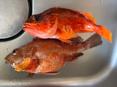 ウッカリカサゴの釣果