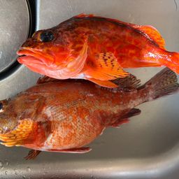 ウッカリカサゴ