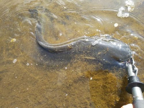 マナマズの釣果