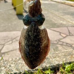 コウイカ