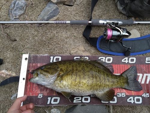 スモールマウスバスの釣果