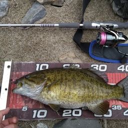 スモールマウスバス