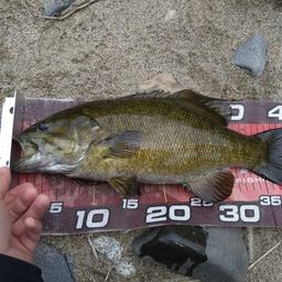 スモールマウスバス