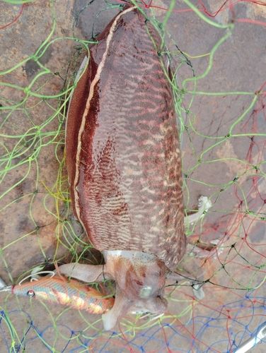 コウイカの釣果