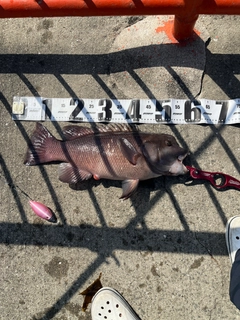 コブダイの釣果