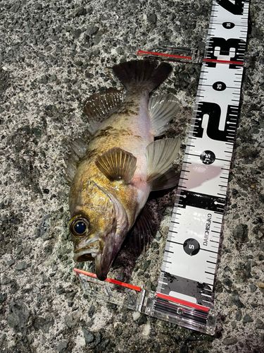 メバルの釣果