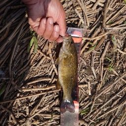 スモールマウスバス