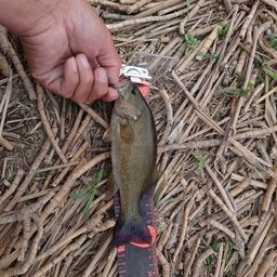 スモールマウスバス