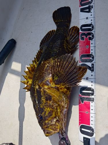 ベッコウゾイの釣果
