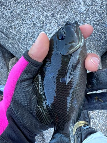 メジナの釣果