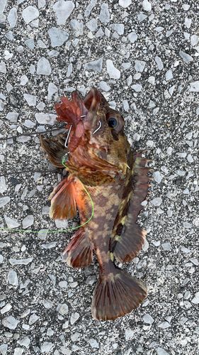 カサゴの釣果