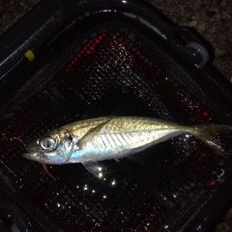 アジ