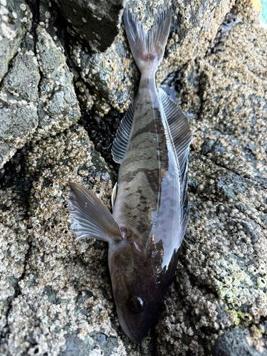ホッケの釣果
