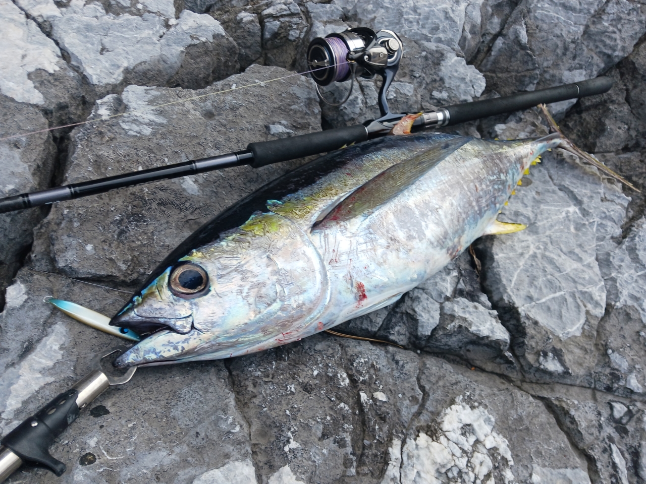 DAIWA 21セルテート SW 6000-XHの最安値・インプレ・釣果 | 本音