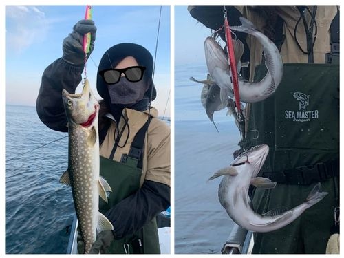 アメマスの釣果