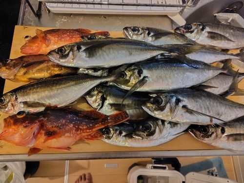 マアジの釣果