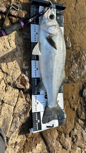 ヒラスズキの釣果