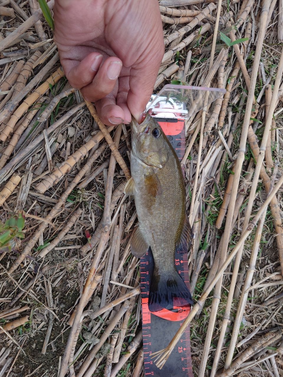 スモールマウスバス