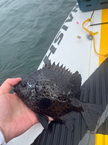 イシガキダイの釣果