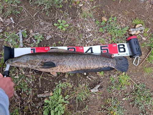 ライギョの釣果