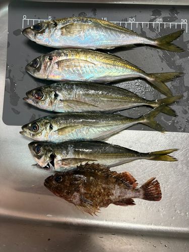 アジの釣果