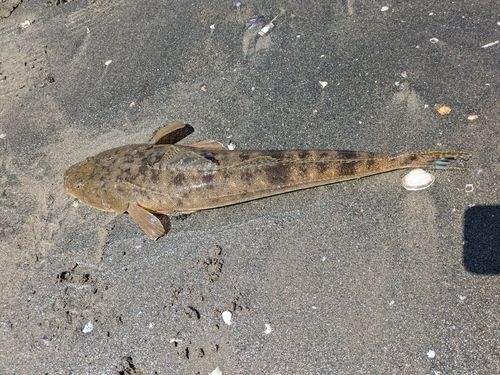 マゴチの釣果