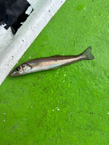 シロギスの釣果