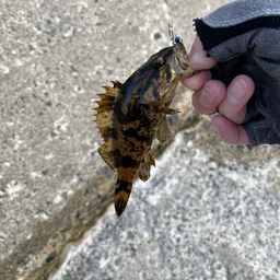 タケノコメバル