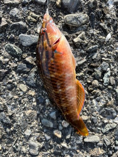 アカササノハベラの釣果