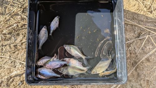 タイリクバラタナゴの釣果