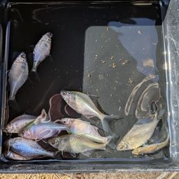 タイリクバラタナゴ