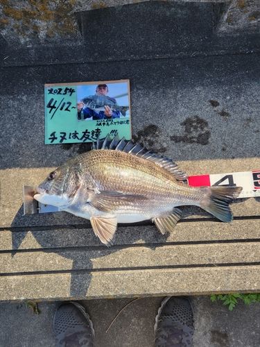チヌの釣果