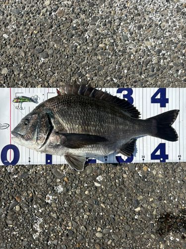 チヌの釣果