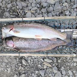 レインボートラウト