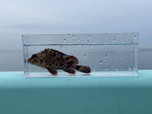 アラカブの釣果