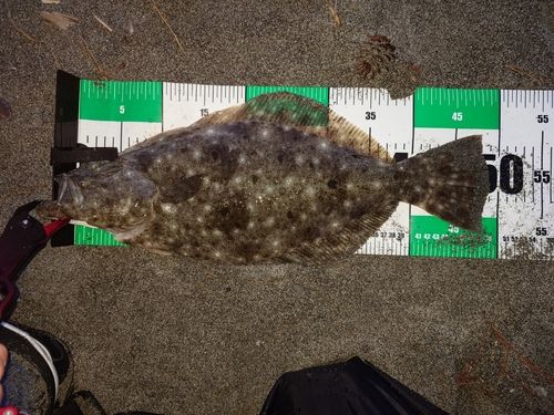ヒラメの釣果