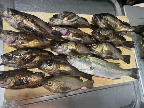 メバルの釣果