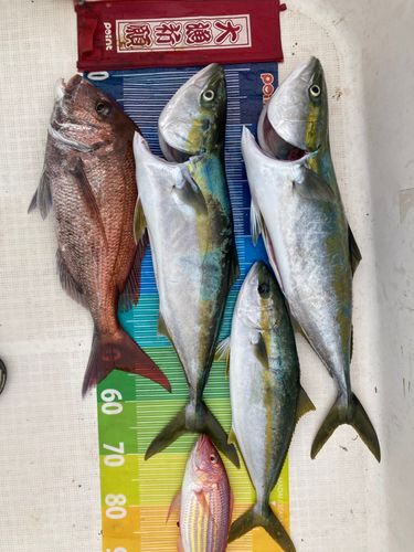 タイの釣果