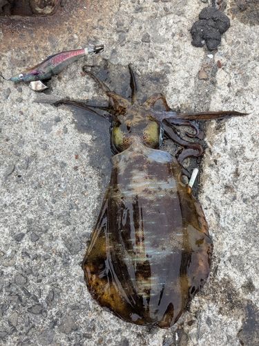 アオリイカの釣果